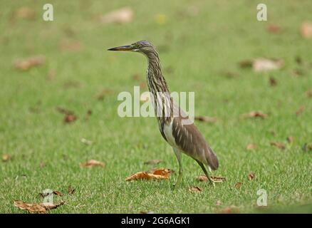 Chinese Pond Heron (Ardeola bacchus) plumage non reproductif adulte marchant sur de l'herbe courte Kaeng Krachen NP, Thaïlande Novembre Banque D'Images