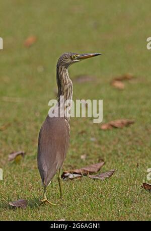 Chinese Pond Heron (Ardeola bacchus) plumage non reproductif adulte marchant sur de l'herbe courte Kaeng Krachen NP, Thaïlande Novembre Banque D'Images