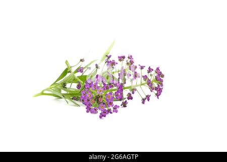 Branches de Sweet Alyssum, Lobularia maritime, photographiées sur fond blanc. Banque D'Images