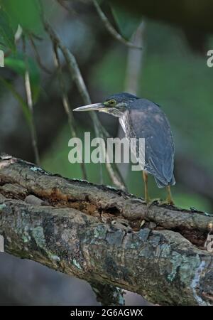 Héron à dos vert (Butorides striata javanica) sous-adulte perché sur le tronc tombé Ban Nai Chong, Thaïlande Février Banque D'Images