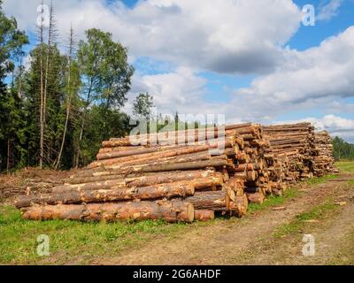 Les troncs sciés de pin et de bouleau se trouvent dans un grand tas dans une clairière sur la toile de fond de la forêt et du ciel bleu. Sec ensoleillé jour d'été. Banque D'Images