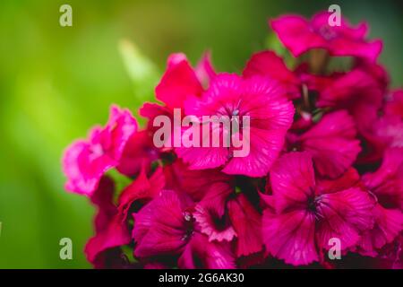Gros plan sur les clous de girofle turcs. Dianthus barbatus. Plantes de jardin. Fond floral. Vivace. Banque D'Images