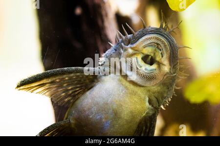 Espèce Ancistrus poisson-chat à longue Bushymouth sur le verre d'aquarium. Banque D'Images