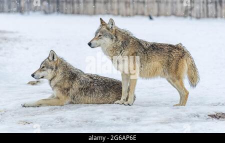 Vue latérale de deux adorables loups gris se tenant dans le champ enneigé en hiver Banque D'Images