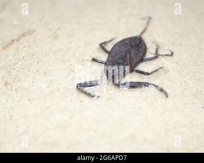 Scorpion d'eau (NEPA cinerea). Insecte aquatique prédateur de la famille des Nepidae, avec un processus caudal qui agit comme tube respiratoire. Banque D'Images