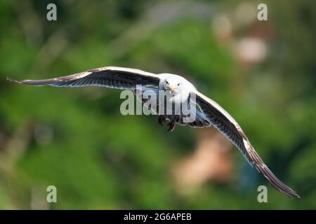 Jeune Herring Gull, Larus argentatus en vol sur fond vert flou ou bokeh, Angleterre, Royaume-Uni Banque D'Images