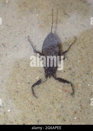 Scorpion d'eau (NEPA cinerea). Insecte aquatique prédateur de la famille des Nepidae, avec un processus caudal qui agit comme tube respiratoire. Banque D'Images