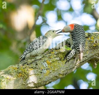 Femelle mère Rouge Bellied Woodpecker ( Melanerpes carolinus ) nourrissant la femelle juvénile alors qu'elle est perchée sur branche sur arbre Banque D'Images