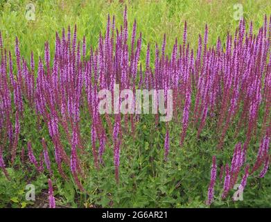 Une souche de Salvia Nemorosa Amethyst - nom commun Clary balkanique en pleine fleur en juillet. Banque D'Images