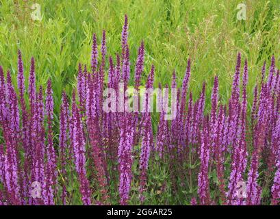 Une souche de Salvia Nemorosa Amethyst - nom commun Clary balkanique en pleine fleur en juillet. Banque D'Images