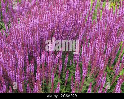 Une souche de Salvia Nemorosa Amethyst - nom commun Clary balkanique en pleine fleur en juillet. Banque D'Images