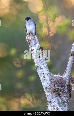 Tôt le matin dans un nid de kingbird dans le nord du Wisconsin. Banque D'Images