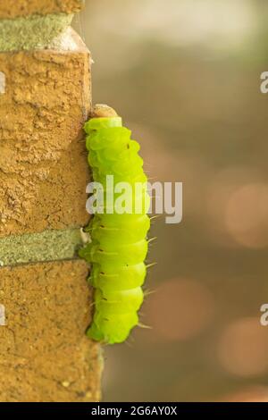 Luna Moth Caterpillar sur un mur de briques à Elk Grove Village, Illinois Banque D'Images