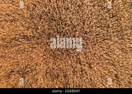 Les épis de blé mûr sur le terrain un jour d'été - une vue de dessus. La texture des épis d'orge sur un champ de ferme céréalière. Banque D'Images
