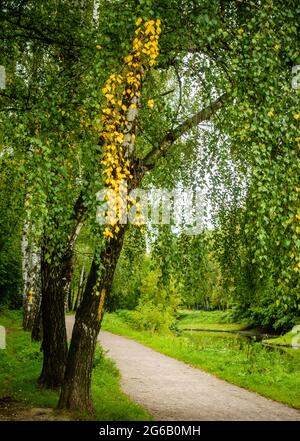 Allée bordée de bouleau dans un parc à Moscou, en Russie, au début de l'automne Banque D'Images
