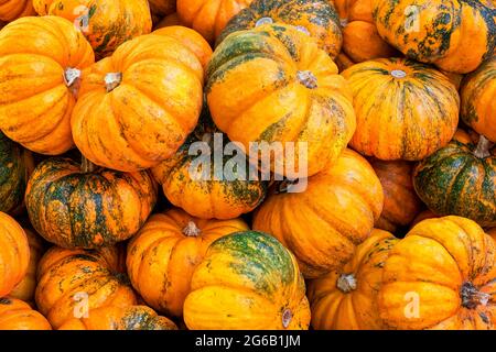 Groupe de citrouilles orange et vertes, courges, vue de dessus. Arrière-plan. Banque D'Images