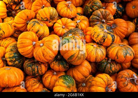 Groupe de citrouilles orange et vertes, courges, vue de dessus. Arrière-plan. Banque D'Images