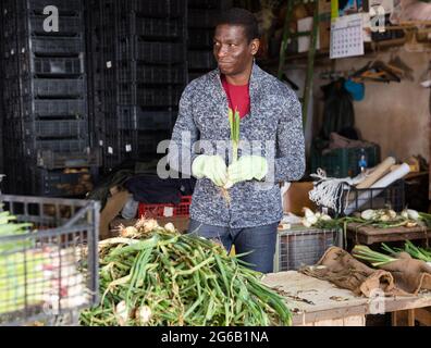 Un travailleur afro-américain épluche les oignons dans le magasin de légumes Banque D'Images