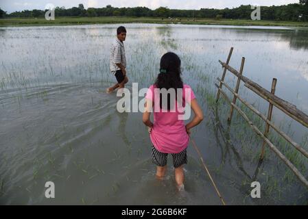 Guwahati, Guwahati, Inde. 4 juillet 2021. Une jeune fille du village marche à travers le rizières inondées après la pluie à Bamunsula dans le district de Baksa d'Assam Inde le dimanche 4 juillet 2021 crédit: Dasarath Deka/ZUMA Wire/Alay Live News Banque D'Images