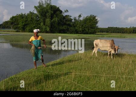 Guwahati, Guwahati, Inde. 4 juillet 2021. Une tribu Bodo garde son boeuf dans la région des hautes terres pour pâturage après la pluie à Bamunsula dans le district de Baksa d'Assam Inde le dimanche 4 juillet 2021. Credit: Dasarath Deka/ZUMA Wire/Alay Live News Banque D'Images