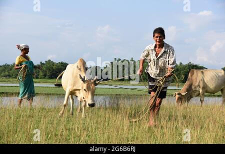 Guwahati, Guwahati, Inde. 4 juillet 2021. Un homme garde ses renards dans les hautes terres pour pâturage après la pluie à Bamunsula dans le district de Baksa d'Assam Inde le dimanche 4 juillet 2021. Credit: Dasarath Deka/ZUMA Wire/Alay Live News Banque D'Images