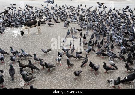 22.08.2013, Yangon, Myanmar, Asie - UN troupeau de pigeons et un chien errant se nourrissent de riz de l'asphalte dans une rue de l'ancienne capitale. Banque D'Images