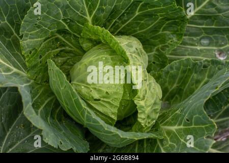 Le chou pousse dans le jardin. Industrie agricole. Culture du chou Banque D'Images