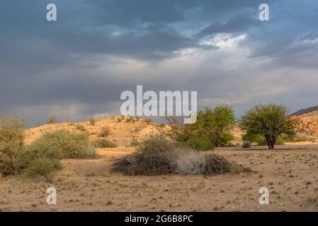 Paysage de la savane sèche dans le nord-ouest de Windhoek, Namibie Banque D'Images