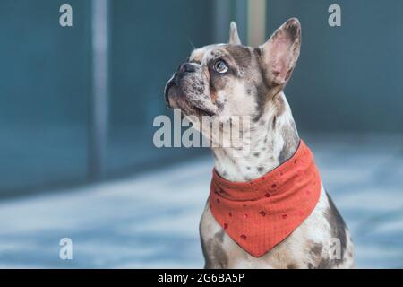 Chien Bulldog français de couleur Merle portant un mouchoir rouge avec espace pour copier Banque D'Images