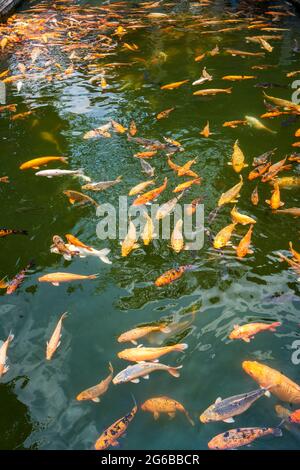 Des écoles colorées de koï et de poissons rouges dans l'étang de poissons ornementaux Banque D'Images