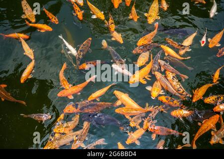 Des écoles colorées de koï et de poissons rouges dans l'étang de poissons ornementaux Banque D'Images