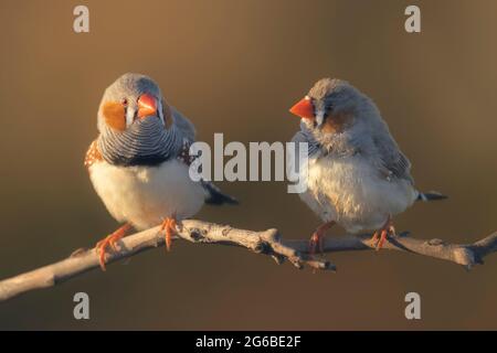 Deux zébrures sauvages (Taeniopygia guttata) perchées sur une branche, Australie Banque D'Images