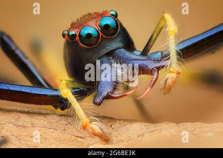 Close-up d'une araignée sauteuse sur une feuille, l'Indonésie Banque D'Images