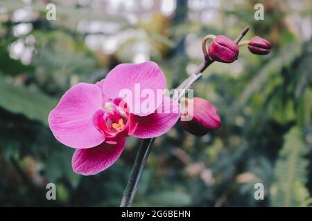 Fleur d'orchidée violette phalaenopsis, phalaenopsis ou falah sur fond blanc. Fleurs de phalaenopsis pourpres sur la droite. Connues sous le nom d'orchidées de papillon Banque D'Images