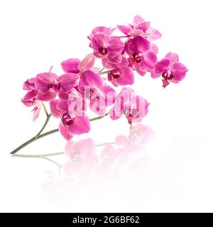 Fleurs orchidées isolé sur fond blanc Banque D'Images