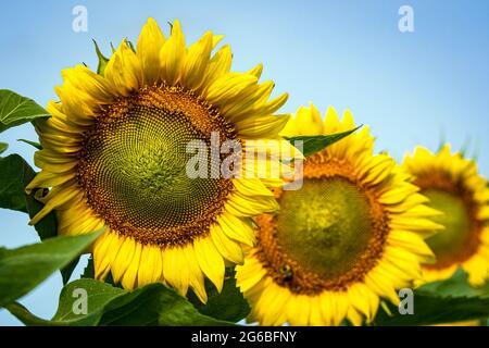 Trois tournesols (Helianthus annuus) - le premier en foyer et en arrière-plan fleurs hors-foyer. Banque D'Images