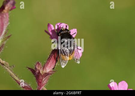 Mouche à bulbes Narcisse femelle (Merodon equestris), famille des Syrphidae sur une fleur de campion rouge, mouche à chat rouge (Silene dioica), Banque D'Images