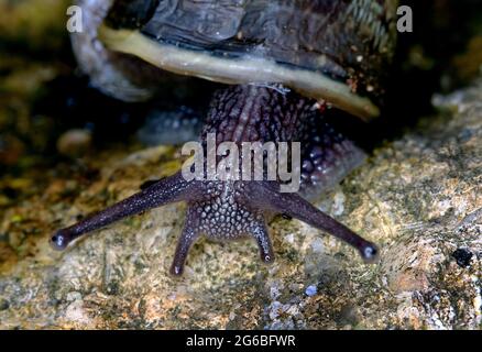 Cornu aspersum, connu sous le nom commun d'escargot de jardin, est une espèce d'escargot de terre de la famille des Helicidae. Banque D'Images