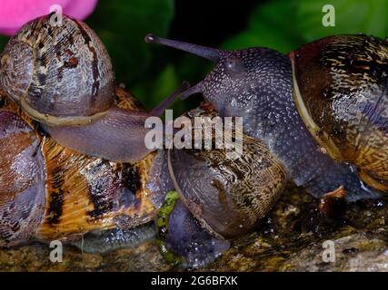 Cornu aspersum, connu sous le nom commun d'escargot de jardin, est une espèce d'escargot de terre de la famille des Helicidae. Banque D'Images