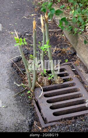 Les jeunes arbres poussent de l'intérieur du drain de la rue. ROYAUME-UNI. Banque D'Images