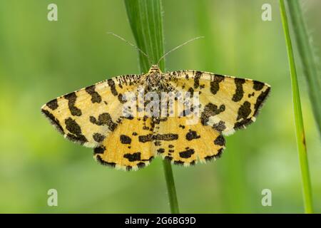 Teigne jaune mouchetée (Pseudopanthera macularia), Royaume-Uni Banque D'Images