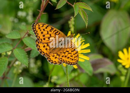 Papillon fritillaire vert foncé (Speyeria aglaja) en juin, Hampshire, Angleterre, Royaume-Uni Banque D'Images