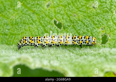 Chenille de mulléine ou larve (Cuculllia verbasci) se nourrissant de la grande mulléine (Verbascum thapsus), au Royaume-Uni, en juin ou en été Banque D'Images