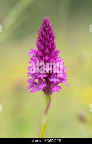 Gros plan d'une orchidée pyramidale (Anacamptis pyramidalis) dans les prairies, au Royaume-Uni, pendant l'été Banque D'Images