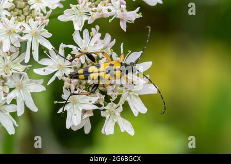 Rutpela maculata, le coléoptère de longhorn tacheté, également appelé coléoptère de longhorn noir et jaune, pendant l'été dans le Hampshire, au Royaume-Uni Banque D'Images