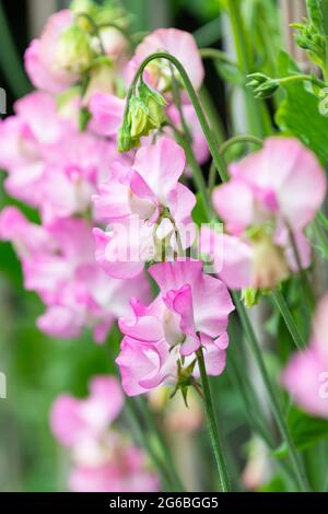 Pea doux Lathyrus odoratus 'Gwendoline' en croissance Banque D'Images