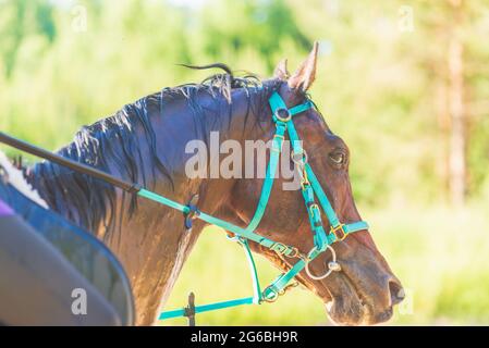 Concurrent fille équitation cheval dans le champ d'été pré.Jeune cavalier gallerps par le jour ensoleillé d'été.Rivalry concept. Banque D'Images