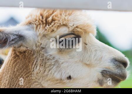 Tête d'un alpaga moelleux sur un pâturage, gros plan.Portrait d'un côté d'un lama blanc.jour ensoleillé d'été. Banque D'Images