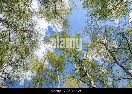 Vue du bas vers le haut de la belle végétation luxuriante forêt de bouleau vert cime d'arbres et de soleil coloré brillant à travers. Bleu ciel clair Banque D'Images