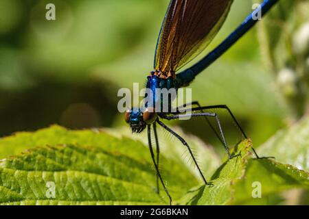 Tête détaillée sur l'image d'une demoiselle masculine Agrion Damselfly (Calopteryx virgo) également connue sous le nom de belle Agrion, au repos lors d'une chaude journée de printemps. Banque D'Images